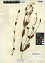 Eustoma exaltatum (L.) Salisb., Belize, C. L. Lundell 4165, F